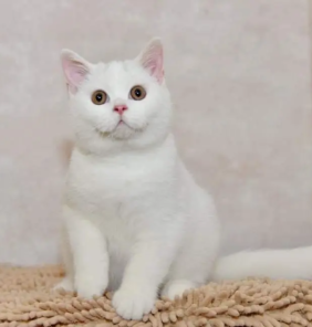Weiblich Britisch Kurzhaar Katzchen