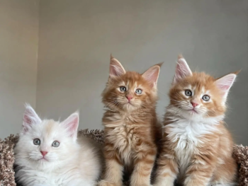 Wie lange lebt eine Maine Coon Katze?​