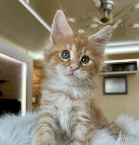 Weiblich Maine Coon Katzchen