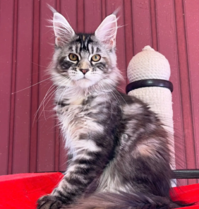 Männlich Maine Coon Katzchen