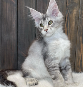 Weiblich Maine Coon Katzchen