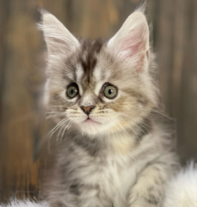 Weiblich Maine Coon Katzchen