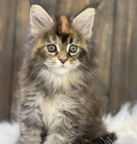 Männlich Maine Coon Katzchen
