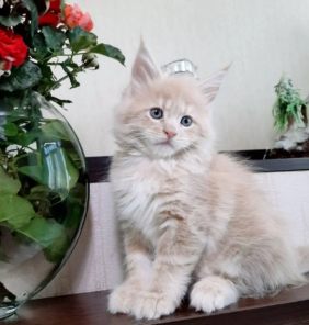 Weiblich Maine Coon Katzchen