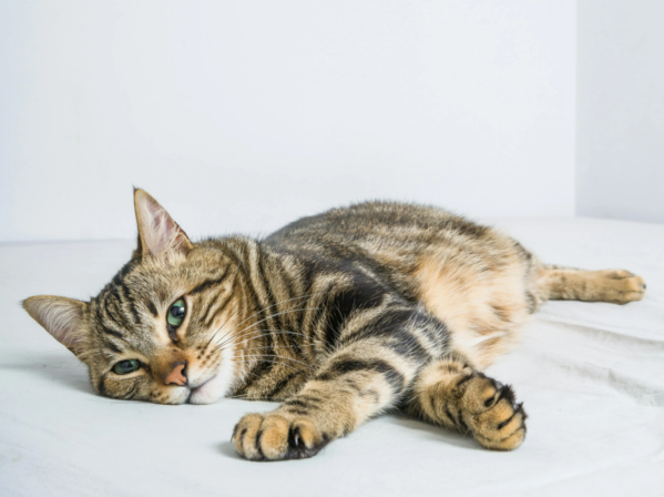 pexels-kraken-images-3626720-5427090 pexels-kraken-images-3626720-5427090