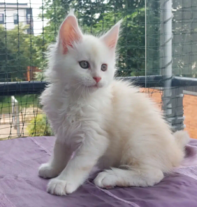 maine coon