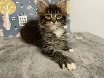 Männlich Maine Coon Katzchen