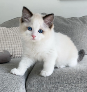 ragdoll