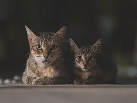 Welche Krankheiten sind typisch für Maine Coons?